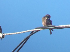 Leucosticte atrata