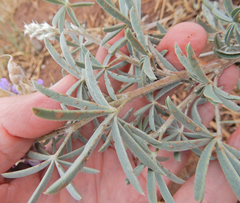 Lupinus caudatus