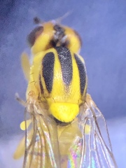 Chlorops