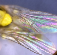 Chlorops