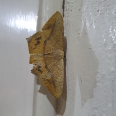 Prochoerodes onustaria