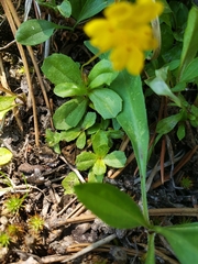 Erythranthe primuloides