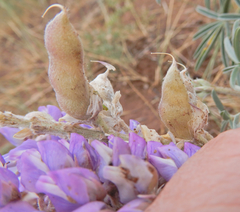 Lupinus caudatus