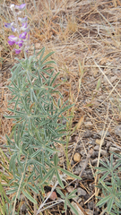 Lupinus caudatus