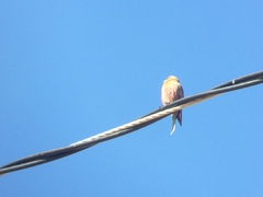 Leucosticte australis