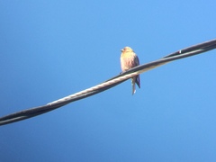 Leucosticte australis