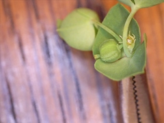 Euphorbia tetrapora