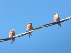 Leucosticte australis