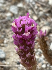Castilleja exserta latifolia