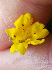 Erythranthe primuloides