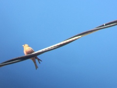 Leucosticte australis