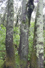 Quercus mexicana