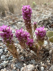 Castilleja exserta latifolia