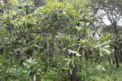 Quercus mexicana