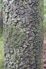 Quercus mexicana