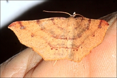 Rhinodia rostraria