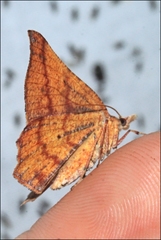 Rhinodia rostraria