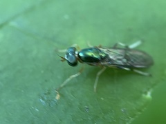 Merosargus caeruleifrons