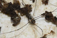 Mitostoma chrysomelas