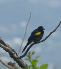 Icterus portoricensis