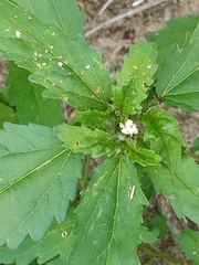 Croton glandulosus septentrionalis