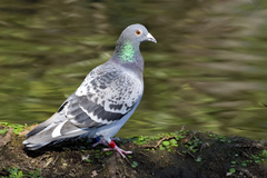 Columba livia domestica