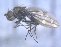 Scatella