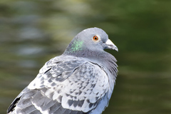 Columba livia domestica