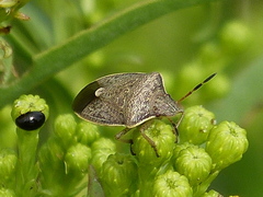 Holcostethus limbolarius