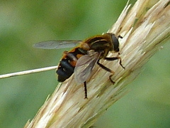 Helophilus lapponicus