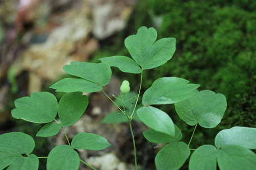 Caulophylle géant