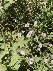 Symphyotrichum greatae