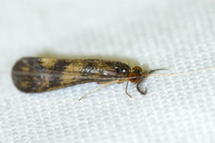 Mystacides interjectus