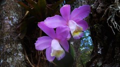 Cattleya loddigesii