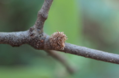 Dryocosmus floridensis