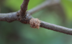 Dryocosmus floridensis