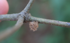 Dryocosmus floridensis