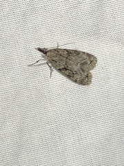 Eudonia spenceri