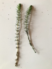 Myriophyllum quitense