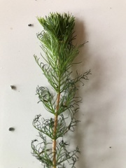 Myriophyllum quitense