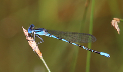 Argia leonorae