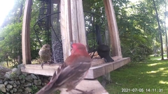 Haemorhous mexicanus