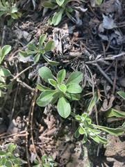 Antennaria marginata