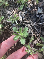 Antennaria marginata