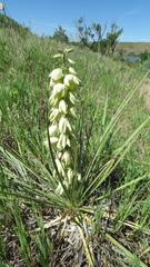 Yucca glauca