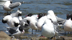 Leucophaeus pipixcan