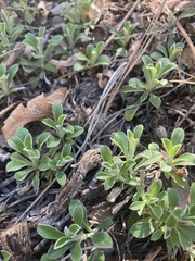 Antennaria marginata