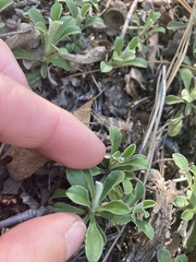 Antennaria marginata