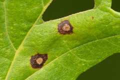 Acericecis ocellaris