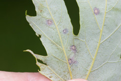 Acericecis ocellaris